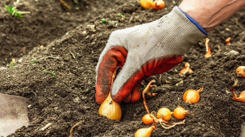 planting onion sets