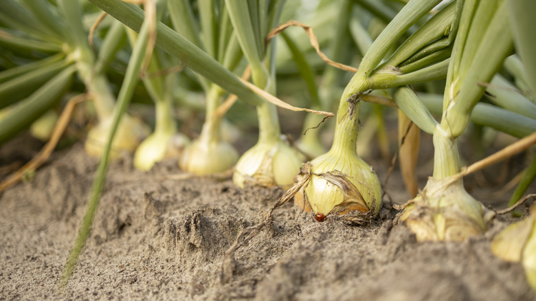 garlic growing in garden