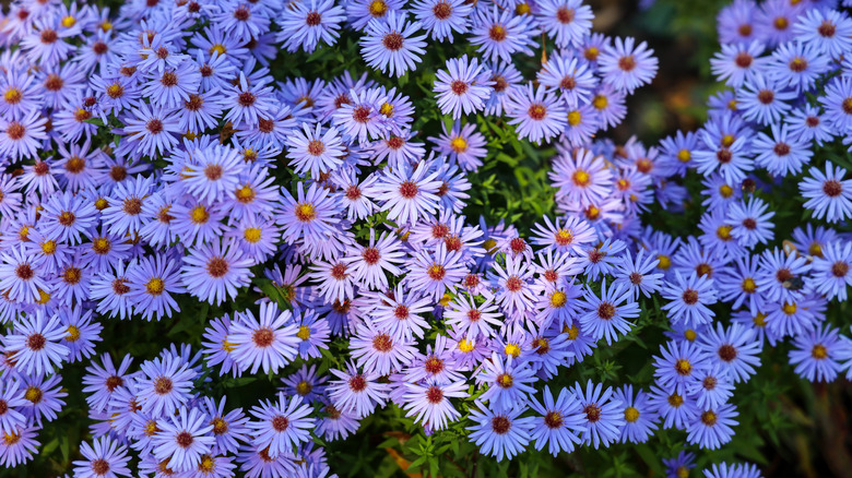 A huge patch of asters in full bloom