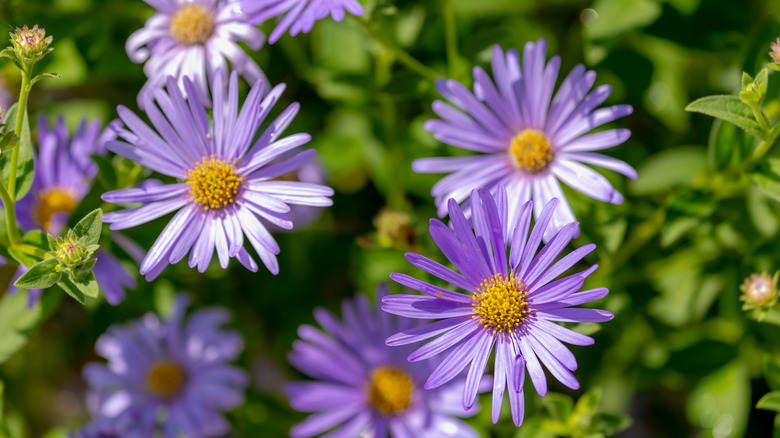 A close-up of asters in bloom in a garden