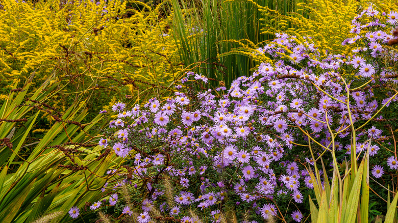 Asters thriving in a patch alongside yellow goldenrod