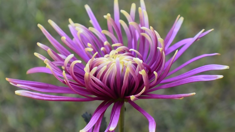 Purple and yellow Fuji mum