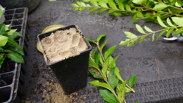 Stem cuttings with sand