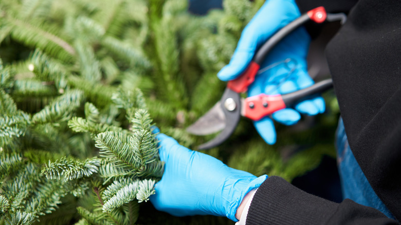 A gardener wearing blue gloves prunes an evergreen tree with a hand pruner