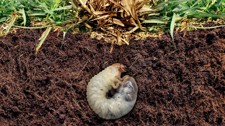 white grub living below lawn