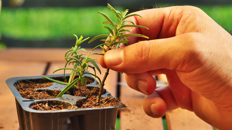 Rosemary cuttings in starter pots