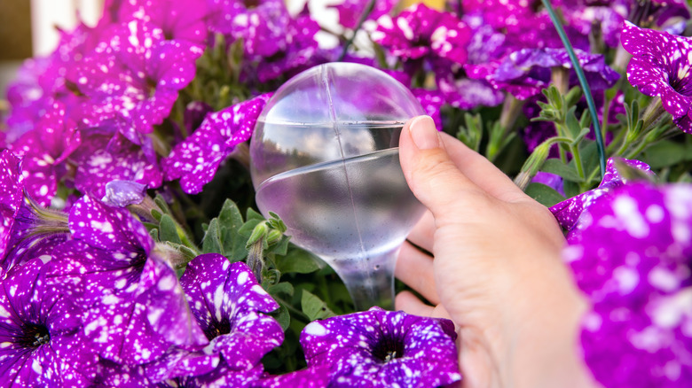 Irrigation globe in potted plant