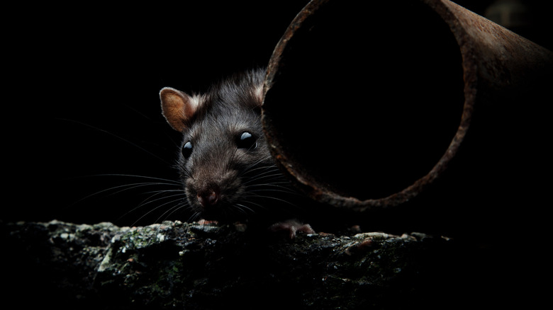 Rat hiding in a dark crawl space