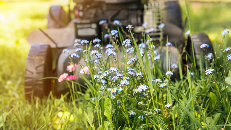 flowering plants within a lawn