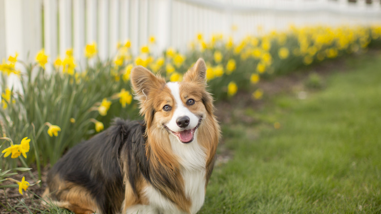 A dog sitting in a yard with daffodils lining a white picket fence.