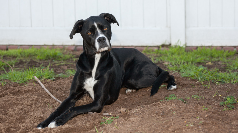 A black and white boxer mix dog with a stick sitting in front of a white vinyl fence.