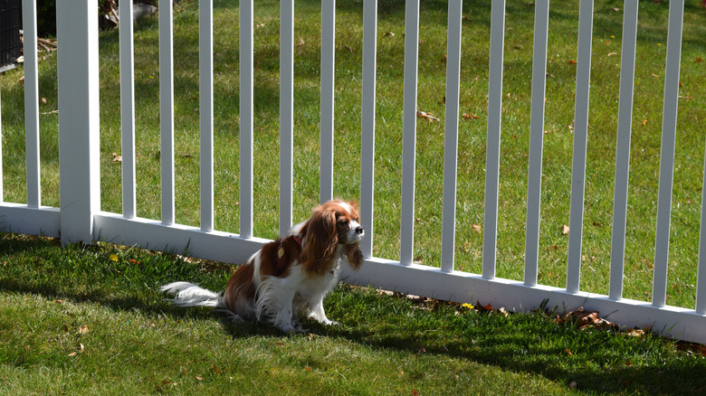 A tall white vinyl fence with a dog sitting in front of it