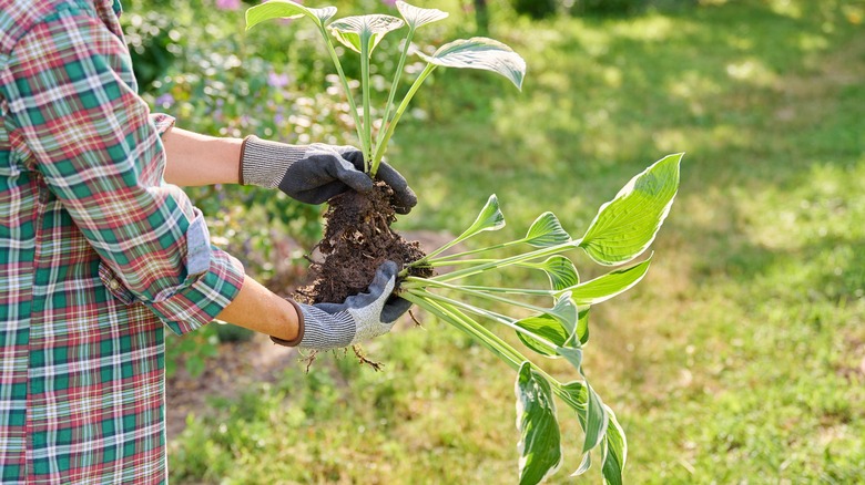 A hosta plant being divided in the garden