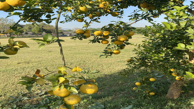 A bushy Meyer lemon tree with abundant yellow fruit grows on the edge of a large lawn.
