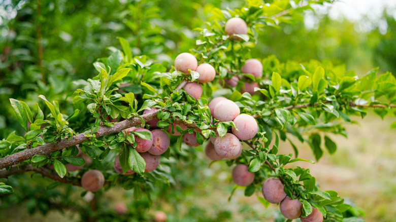 Lots of ripe pink fruit on a pluot tree.