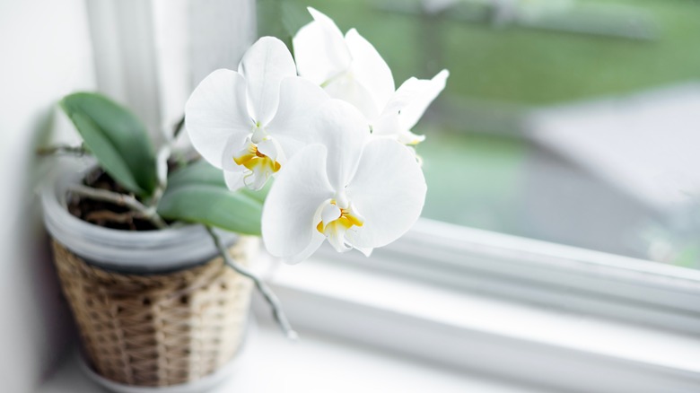 Orchid near window