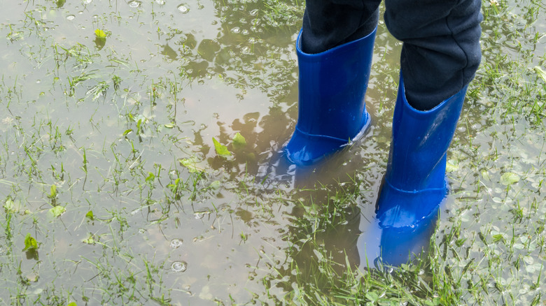 Standing rainwater on a lawn