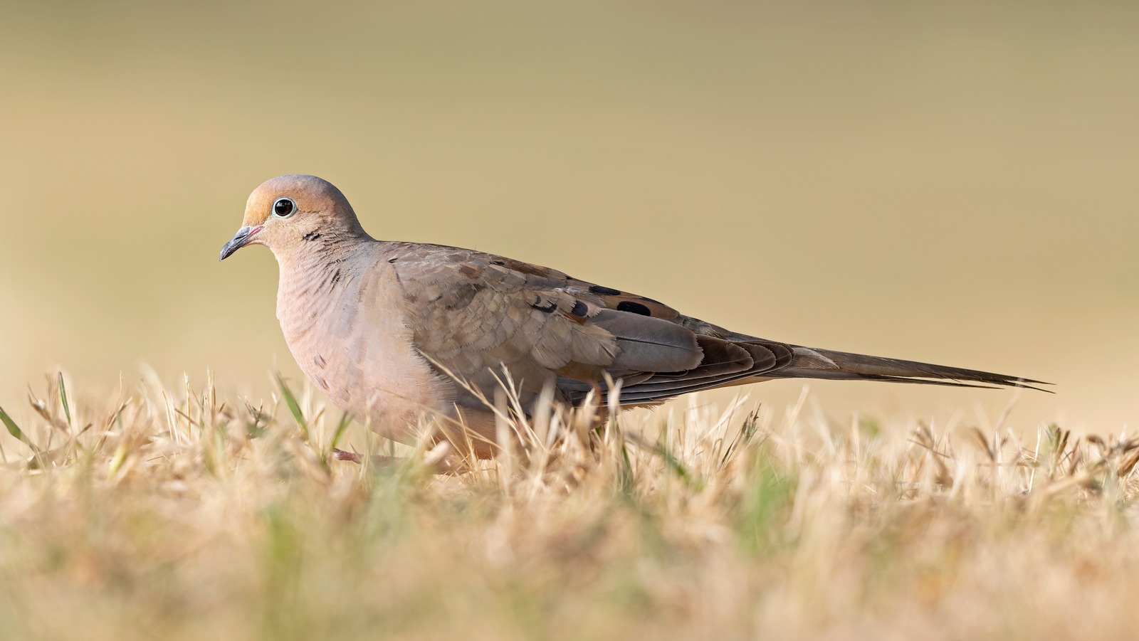 Why You Should Consider Leaving Some Bare Soil For The Birds
