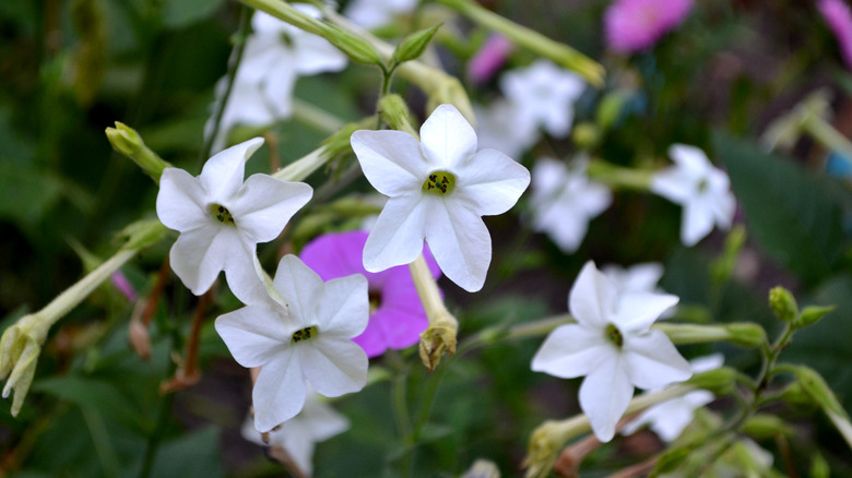 White blooms of flowering nicotiana