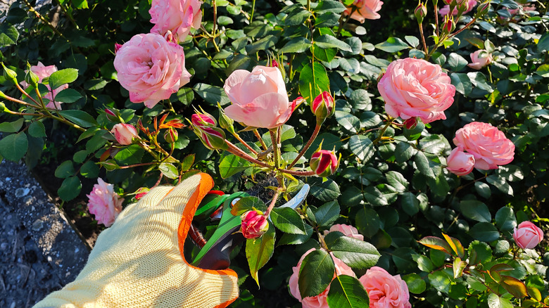 A gloved had pruning a rose bush with pink flowers