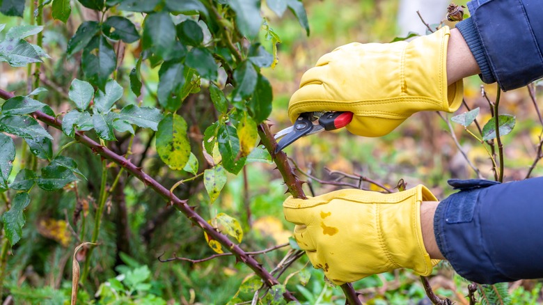 Two gloved hands pruning a rose bush with some yellow leaves in the fall