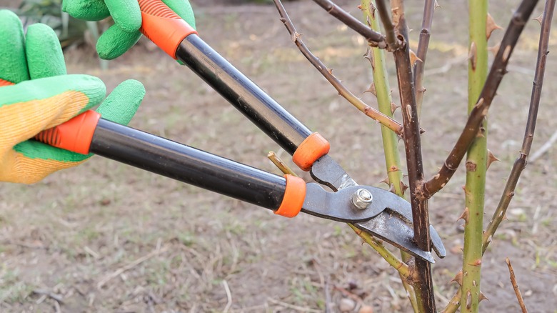 Two gloved hands pruning a dead stem on a bare rose bush