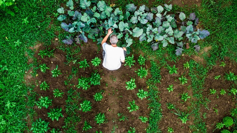 Man among raised garden rows