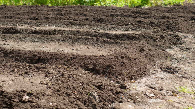 Raised rows for planting garden 