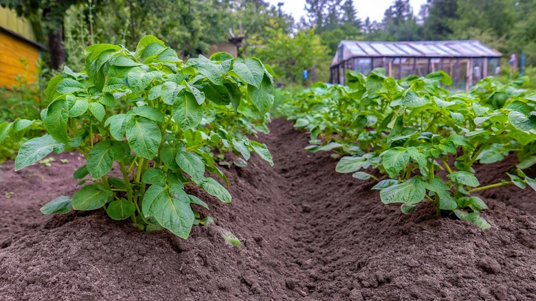 Garden with raised rows