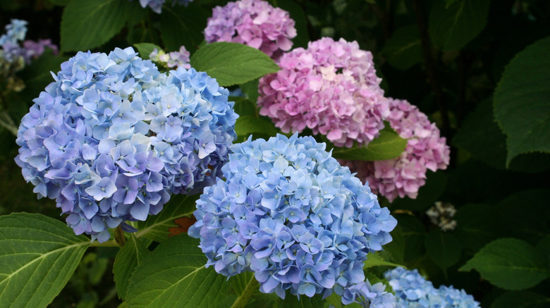 Stunning blooms of bigleaf hydrangeas in blue and pink
