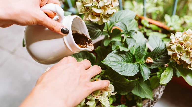 Gardener adding coffee grounds to a potted hydrangea