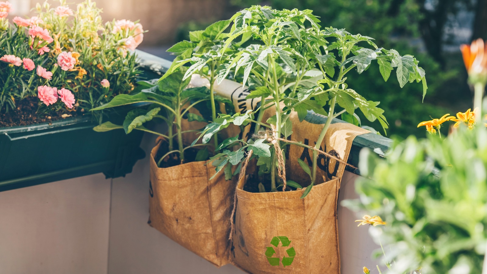 Why You Should Consider Using Grow Bags For Tomatoes