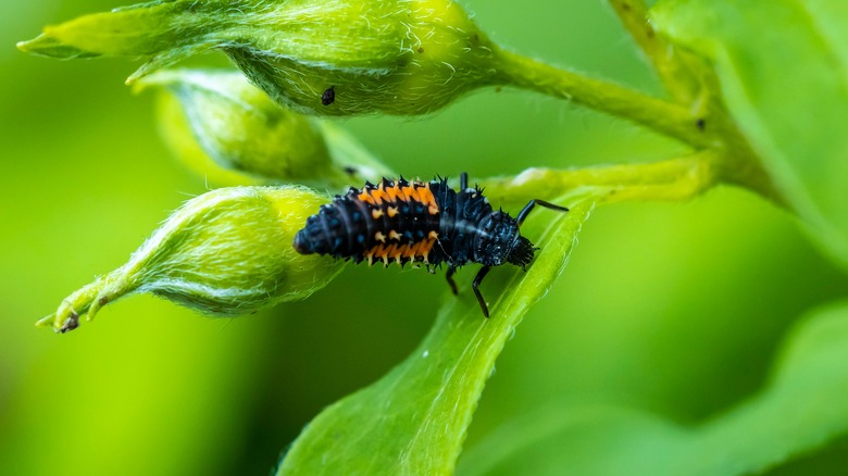 ladybug larva walking on plant