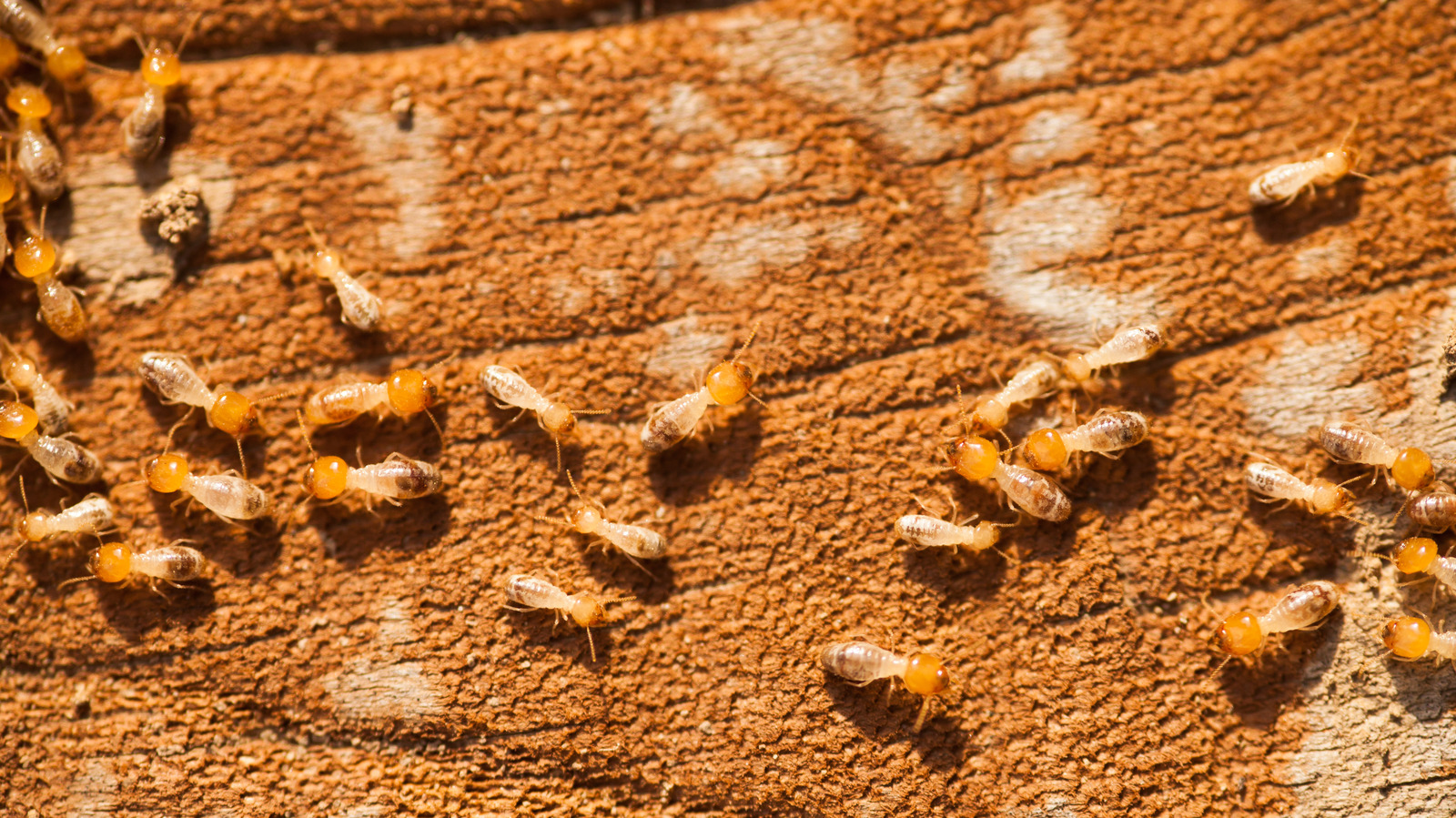 How To Use Cedar Oil For Budget-Friendly Pest Control In Your Home
