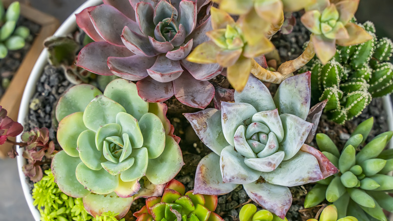 pot of various succulents