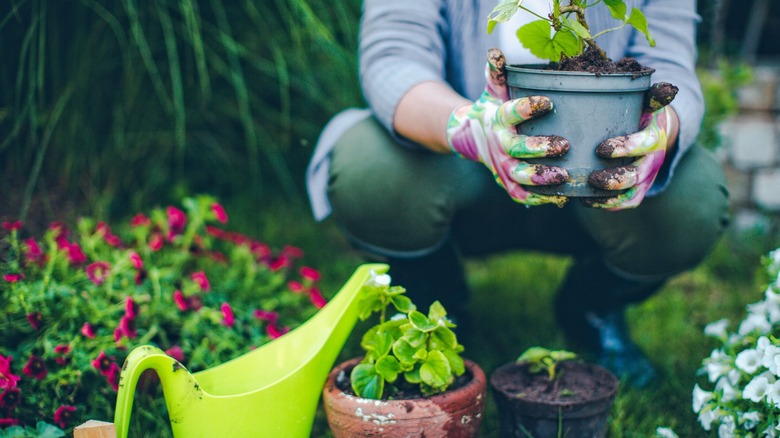 transplanting plants and gardening