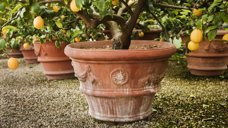 Lemon tree growing in pot