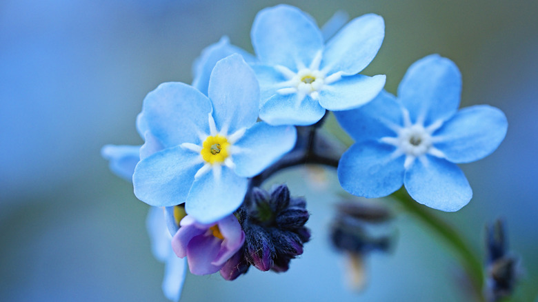 Close up of forget-me-not flowers