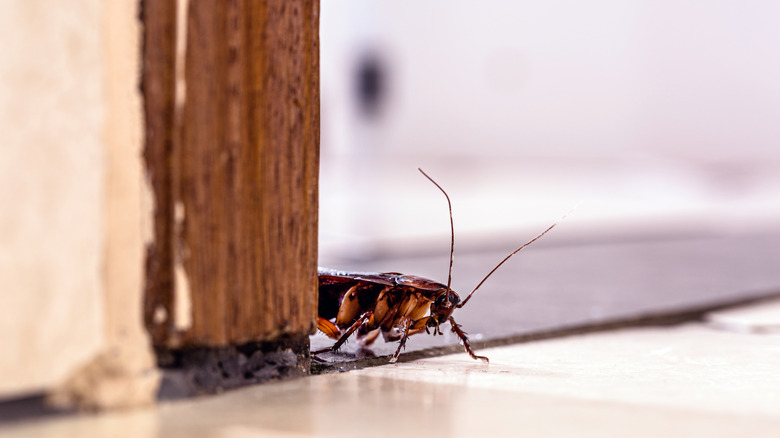 Cockroach crawling on floor
