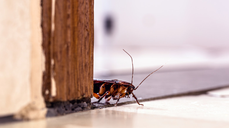 Cockroach crawling on floor