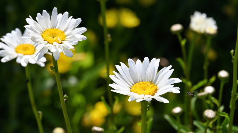 Three shasta daisies poke their heads above their neighbors.
