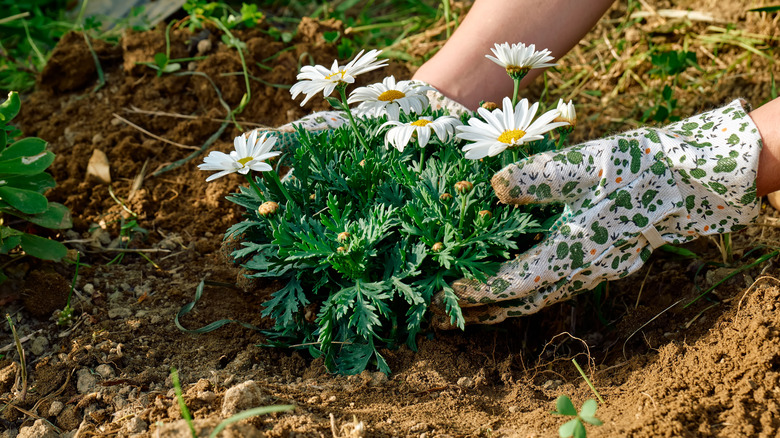 A light-skinned person's gloved hands place a daisy plant in a hole in their garden.