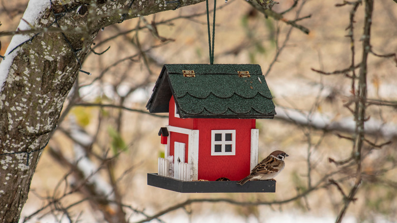 Bird feeder in a tree