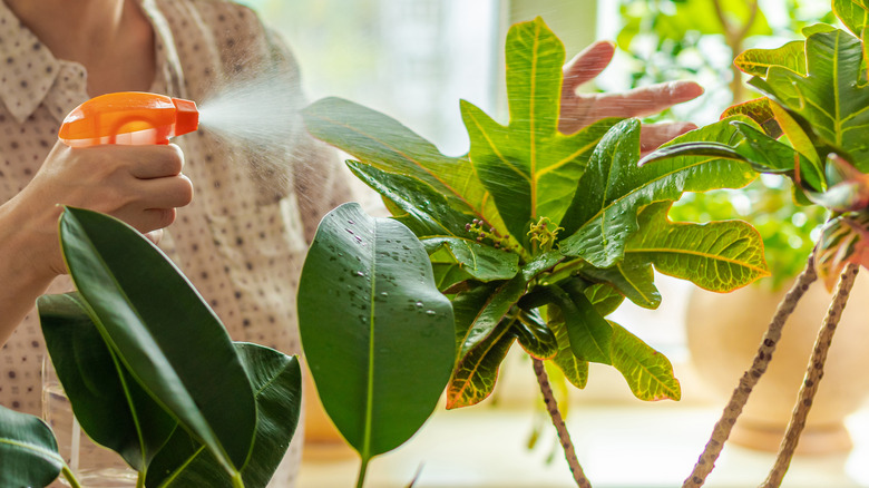 watering and misting croton plants