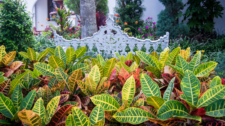 colorful croton plants in the landscape