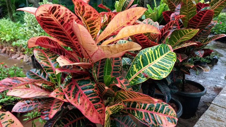 colorful croton plants in pots