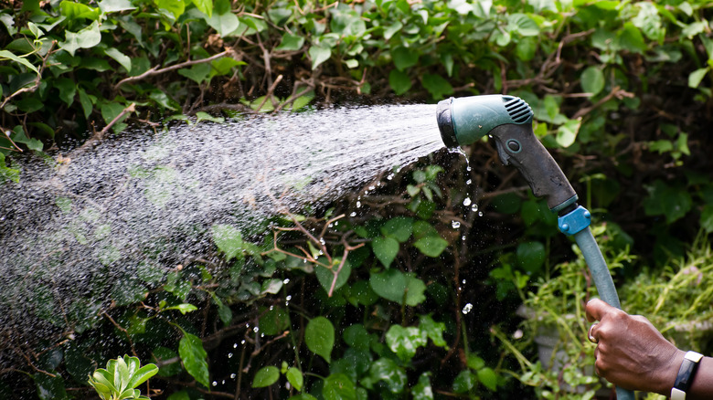 person spraying garden hose