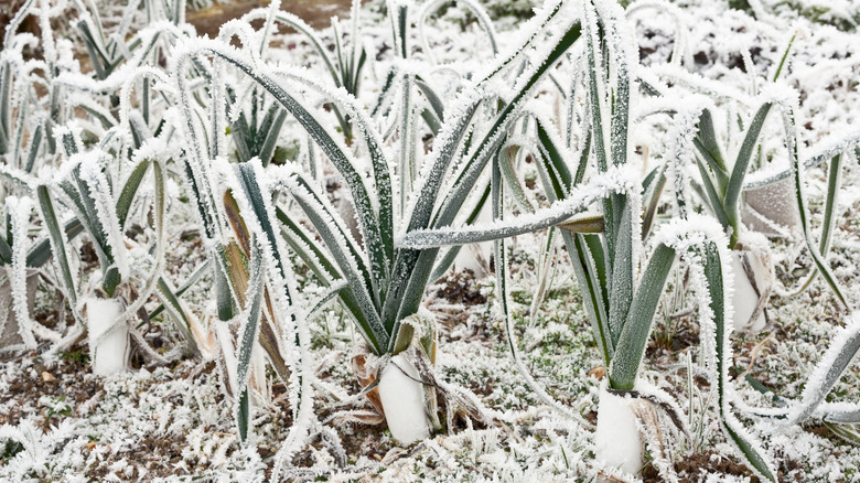 frost on garden plants