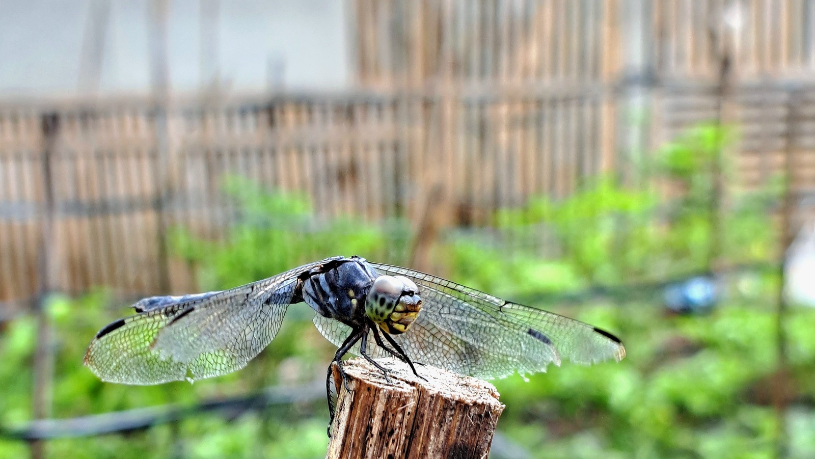 Why You Should Keep Large Dragonflies Away From Your Hummingbird Feeders