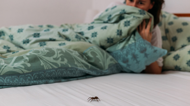 Spider crawling on bed
